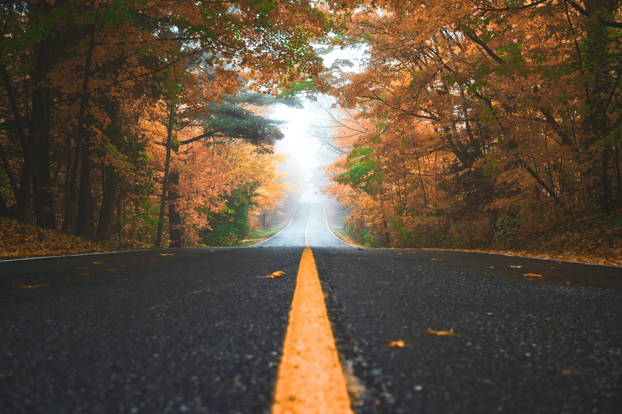 An empty road running into fog between autumn trees.